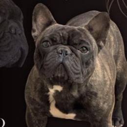 Riggs - French Bulldog