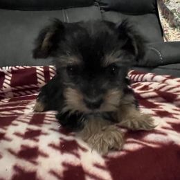 Girl 2 - Black and tan female Yorkshire Terrier puppy in Basile, Louisiana from The Lazy 3 Ranch