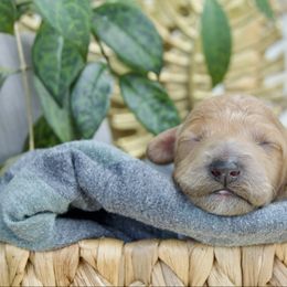 Badger - Apricot male Poodle puppy in Orem, Utah from First Class Poodles