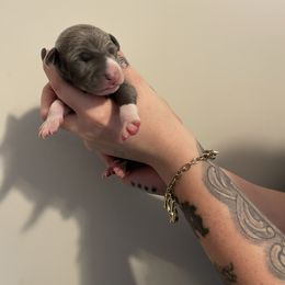 Male 2 Grey - Seal male Italian Greyhound puppy in Winfield, Kansas from F&M Italian Greyhounds