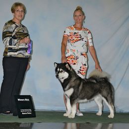 Alaskan Malamute All Grown Up from LAMP KENNELS