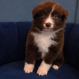 Atticus - Red & white male Australian Shepherd puppy in Dulzura, California from Windsong Ranch Aussies