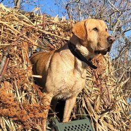 English Cocker Spaniels and Labrador Retrievers from Three Point Play