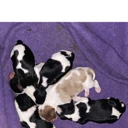 Australian Shepherd and Cavalier King Charles Spaniel Puppies from Spectacular Aussies and Cavaliers