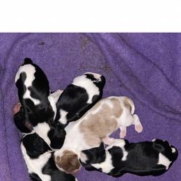 Australian Shepherd and Cavalier King Charles Spaniel Puppies from Spectacular Aussies and Cavaliers