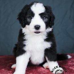 Eloise Bridgerton - Black and white female Sheepadoodle puppy in Edmond, Oklahoma from Rock N Roll Doodles