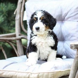 Bunny - Tri-color female Bernedoodle puppy in Delta, Pennsylvania from KEE Bernedoodles