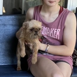 BeeBee - Brussels Griffon