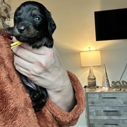 Black and Cream - Brindle female Dachshund puppy in Hutto, Texas from R.G. Dachshunds