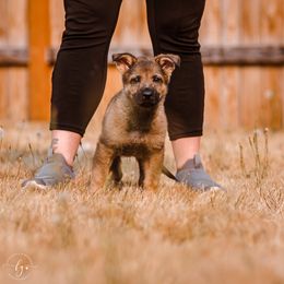 N Male - German Shepherd puppy in Vancouver, Washington from DraugrHaus German Shepherds