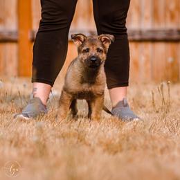 N Male - German Shepherd puppy in Vancouver, Washington from DraugrHaus German Shepherds