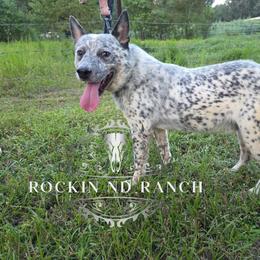 Boy 4 - Blue male Australian Cattle Dog puppy in Silsbee, Texas from Rockin ND Ranch