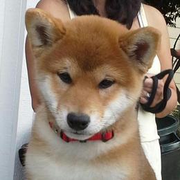 Shiba Inu adult dog