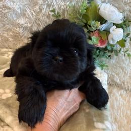 Forrest - Black male Shih Tzu puppy in Success, Missouri from Sweet Success