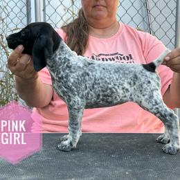 Girl 6 - Black and white female German Shorthaired Pointer puppy in Dearborn, Missouri from Hardwood Kennels