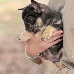 Cocoa and Tan Female - Tricolors female French Bulldog puppy in Harmony, North Carolina from Schuster Haus