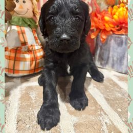 Alice - Black female Goldendoodle puppy in Caddo Mills, Texas from Fire Wife Doodles