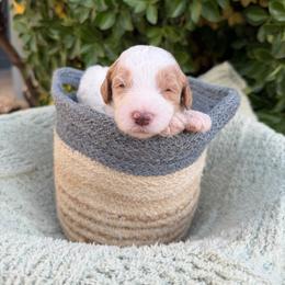 Anthony - Parti male Goldendoodle puppy in Barstow, California from Golden Desert Doodles