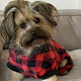 Remy - Yorkshire Terrier