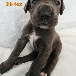Mike - Blue male Great Dane puppy in Bay City, Michigan from Monarch Danes