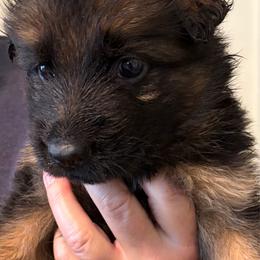 Girl 5 - Black and red female German Shepherd puppy in Bushnell, Florida from Central Florida Shepherds