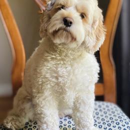 Cockapoo Puppies from Lulu's Cockapoos