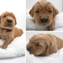 Golden Retriever Puppies from Stormy Hill Golden Retrievers