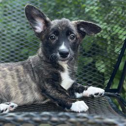 Tahoe - Brindle and white male American Corgi puppy in Hope, Arkansas from Foxy Knoll Farm