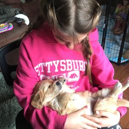 Goldendoodle Puppies from CharLia's Holistic English Cream Golden Retrievers & Doodles