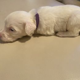 Portuguese Water Dog Puppies from Pawsitively Portuguese