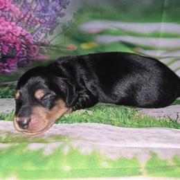 Elrond - Black and cream male Dachshund puppy in Centerville, Georgia from Mel's LowRider Ranch