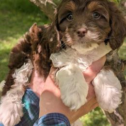 Moe - Tri-color male Cavapoo puppy in Coshocton, Ohio from Forever Family Puppies