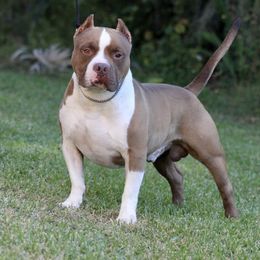 CH Z - American Bully