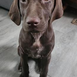 Girl 2 - Liver and white female German Shorthaired Pointer puppy in Turner, Maine from Dow Family