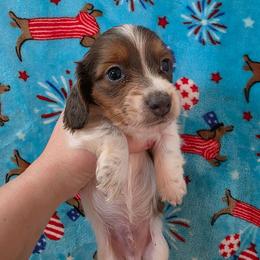 Blue based pie boy - Piebald male Dachshund puppy in West Plains, Missouri from Spring Creek Dachshunds