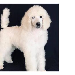 Poodles from Kissme Standard Poodles