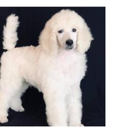 Poodles from Kissme Standard Poodles