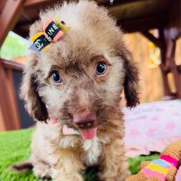 CLEO - Cafe au lait female Maltipoo puppy in Sugar Land, Texas from Celebrity Maltipoos