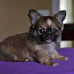 Sable an white - Black sabled fawn male Chihuahua puppy in Marcy, New York from Dralion Chihuahuas