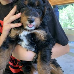 Rae - Tri-color Bernedoodle puppy in Farmington, Utah from Bernedoodles of Utah