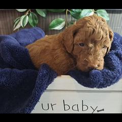 Goldendoodle Puppies from Abidoodles Florida