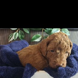 Goldendoodle Puppies from Abidoodles Florida