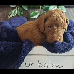 Goldendoodle Puppies from Abidoodles Florida