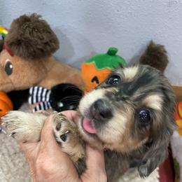 Ruthie   Pet only - Dapple female Dachshund puppy in Bullard, Texas from Mimidachs of Texas