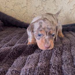 Cookie - Dapple female Dachshund puppy in Riverside, California from Keeping it mini kennels