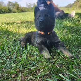 Watson (Orange male) - Sable male German Shepherd puppy in Winchester, Kentucky from Del Lago Canine