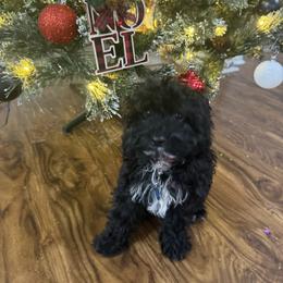 Cavapoo, Cockapoo, Goldendoodle, and Maltipoo Puppies from Perdue Puppies