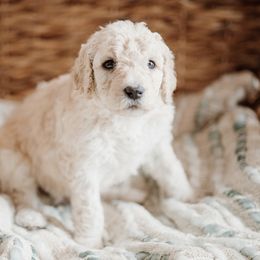 Biscus - Cream Goldendoodle puppy in Morrow, Ohio from RemiRoodles