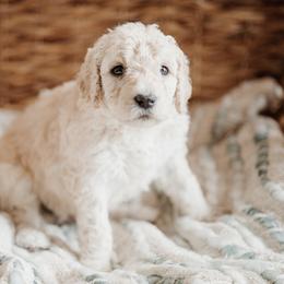 Biscus - Cream Goldendoodle puppy in Morrow, Ohio from RemiRoodles