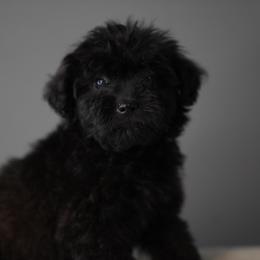 Jet - Black male Schnoodle puppy in Caldwell, Idaho from Boise Doodle Co.